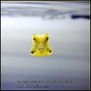 ǰ̹